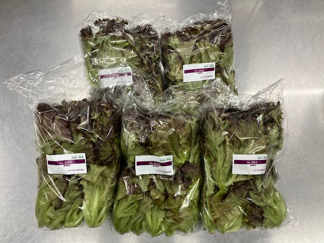 レタスのご支援ありがとうございます！