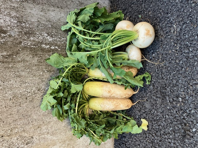 たくさんのお野菜ありがとうございました！