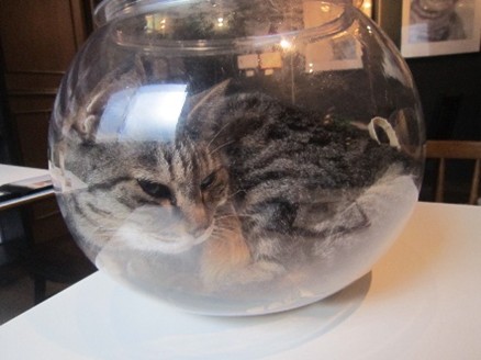 ドッグカフェ＆猫カフェ