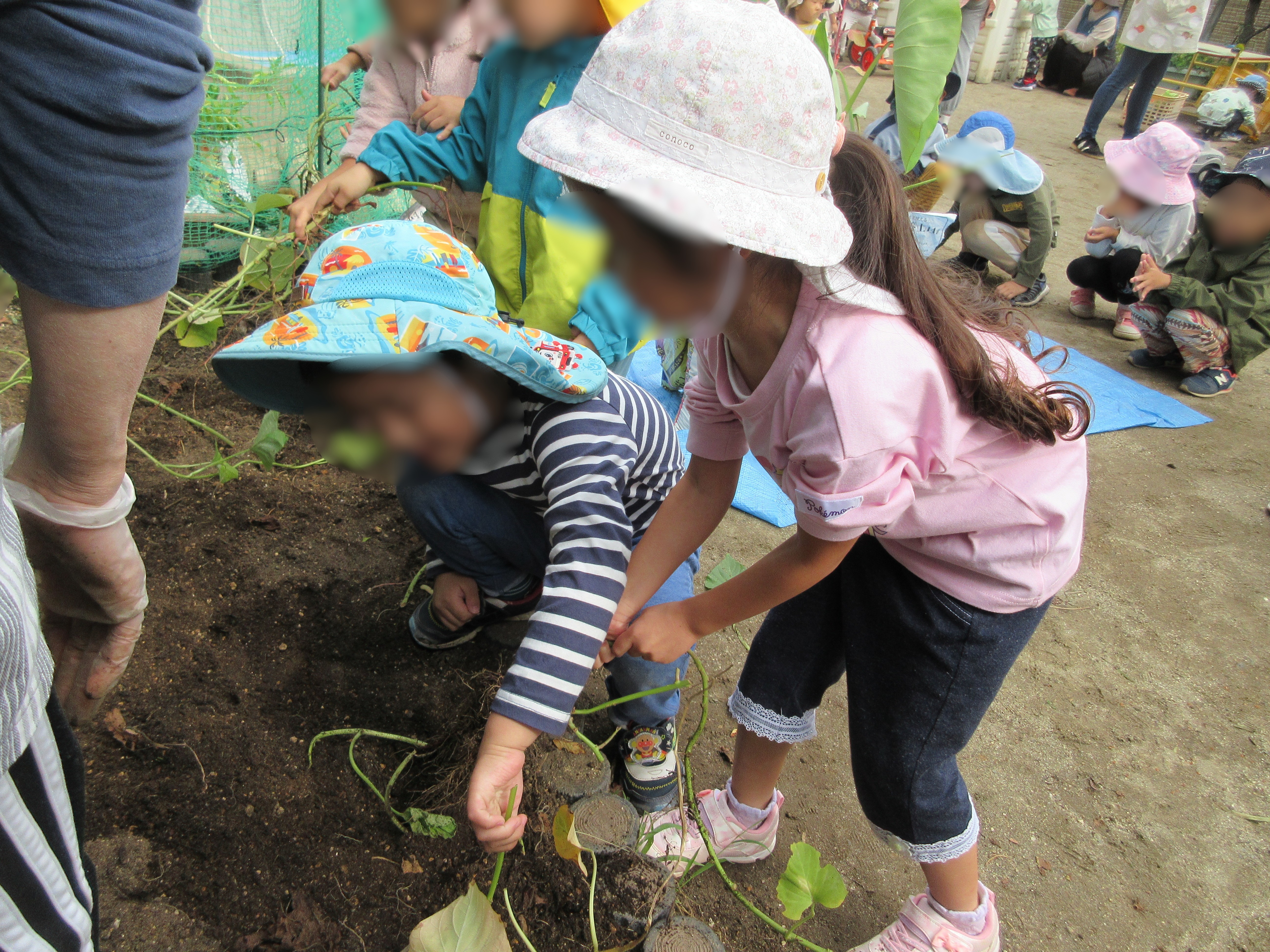 お芋掘りを行いました！